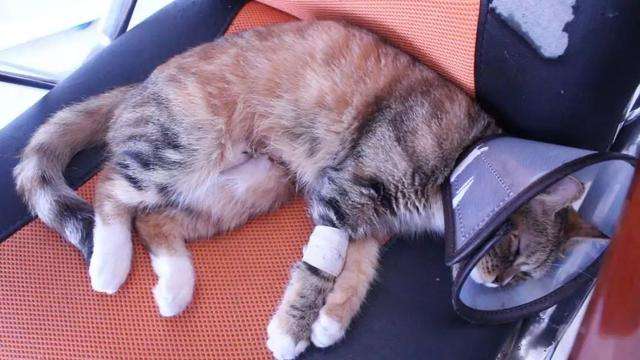 猫咪绝育