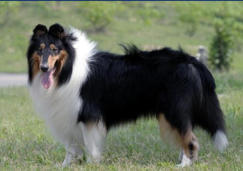 苏牧犬初三主人满满的正能量